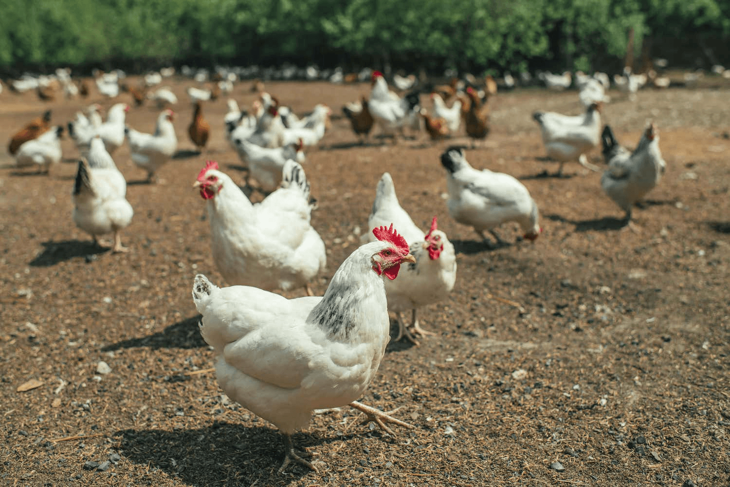 Poultry Farming in Dubai & UAE | License, Legal Requirements & Setup - Arnifi