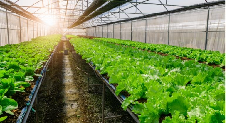 organic farming in Dubai